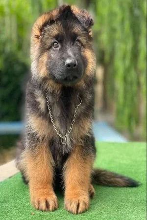 Zoey - German Shepherd